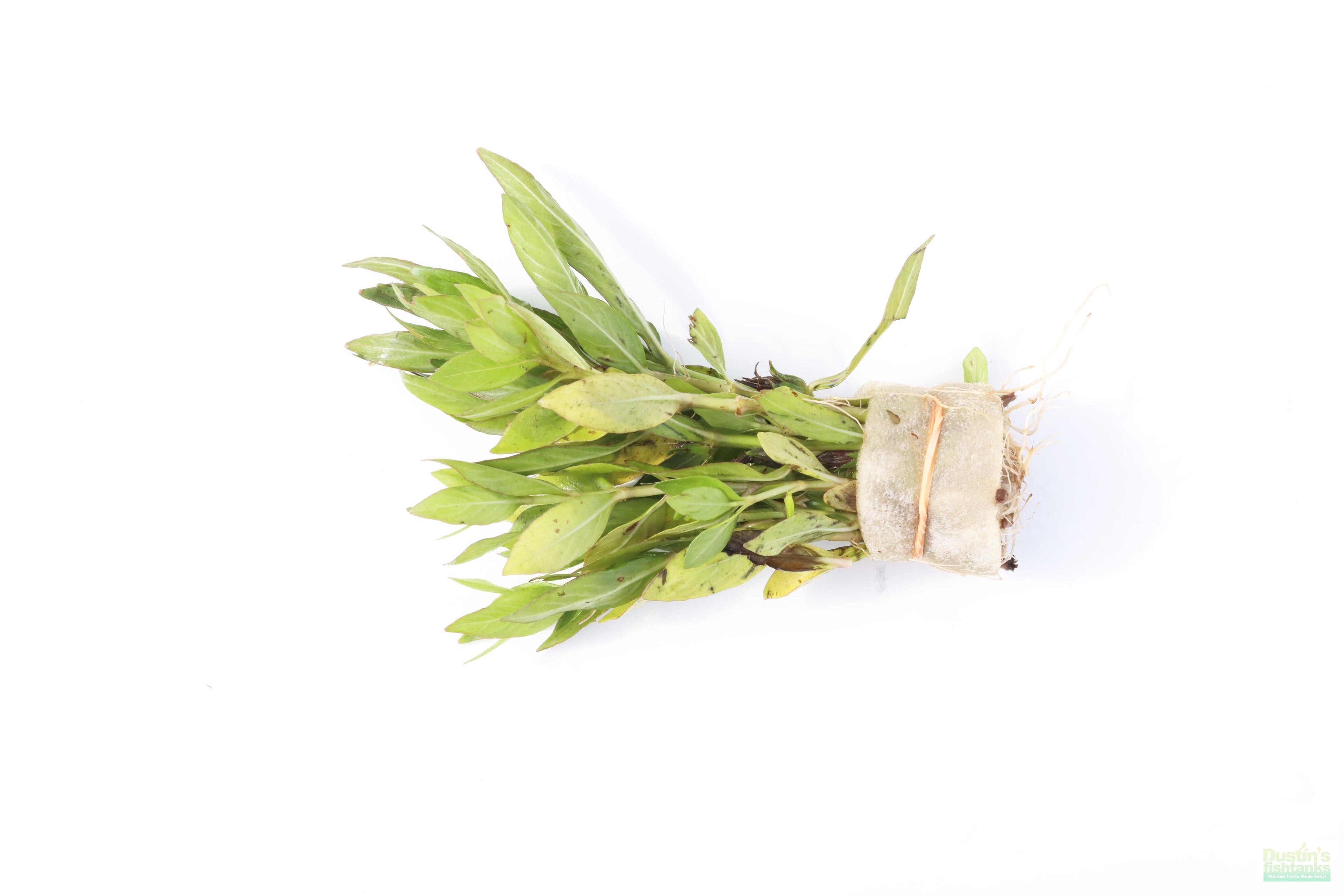 Live Hygrophila Aquarium Plant product image 5