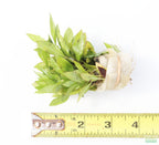 Live Hygrophila Aquarium Plant product image 6