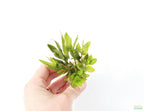 Live Hygrophila Aquarium Plant product image 7
