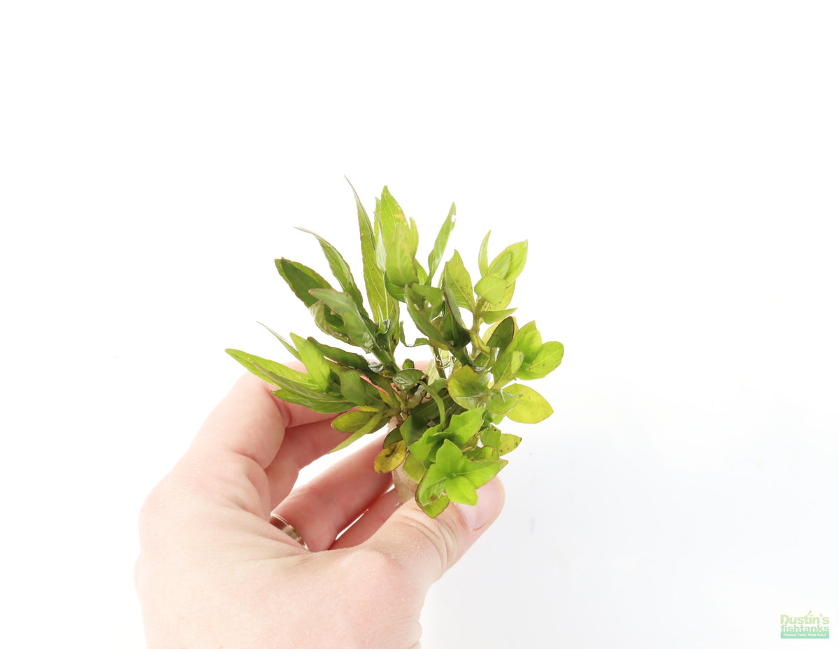 Live Hygrophila Aquarium Plant product image 7
