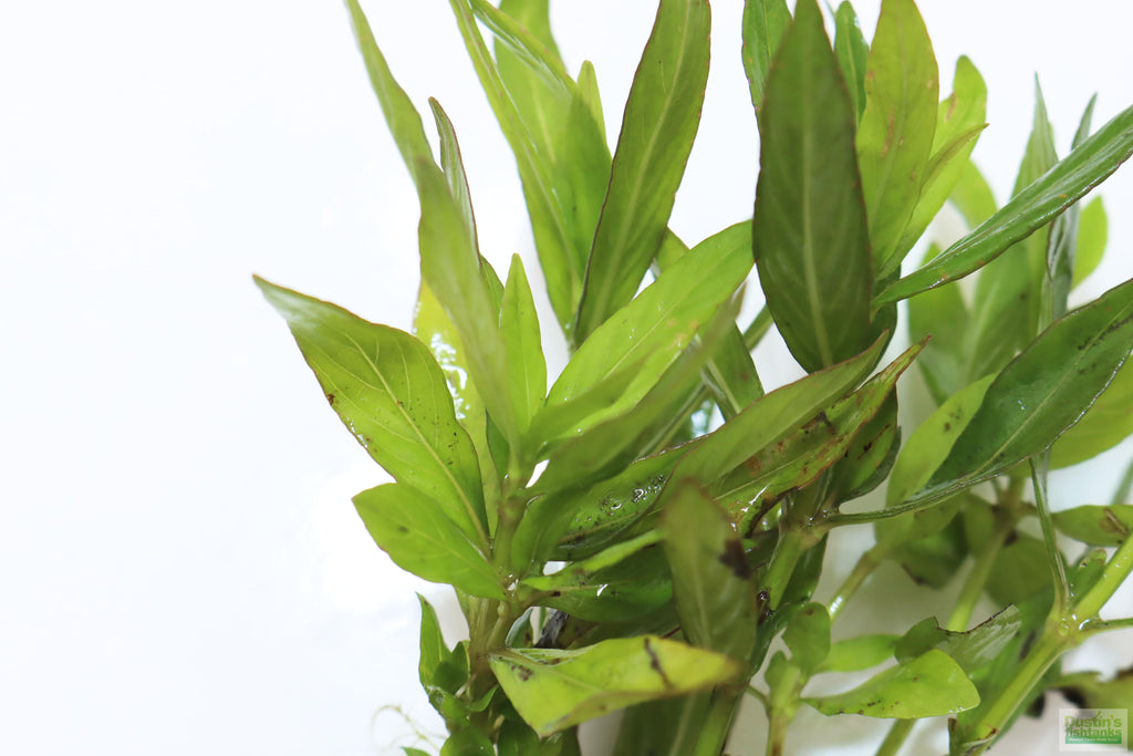 Live Hygrophila Aquarium Plant product image 8