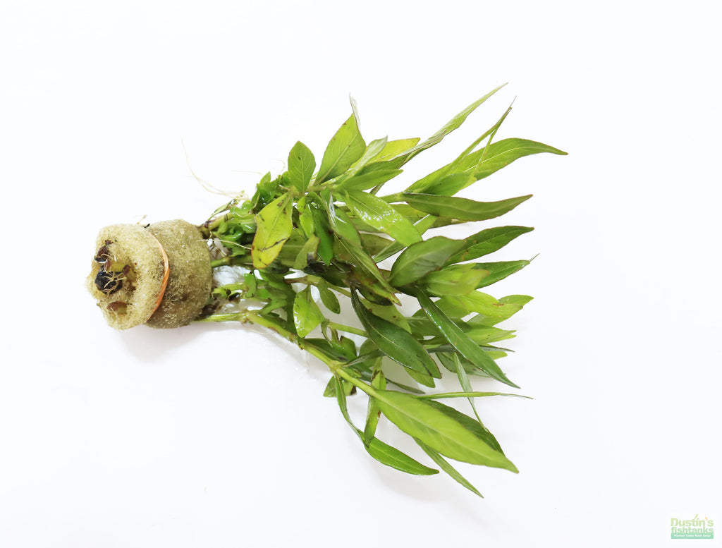 Live Hygrophila Aquarium Plant product image 9