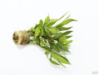 Live Hygrophila Aquarium Plant product image 9