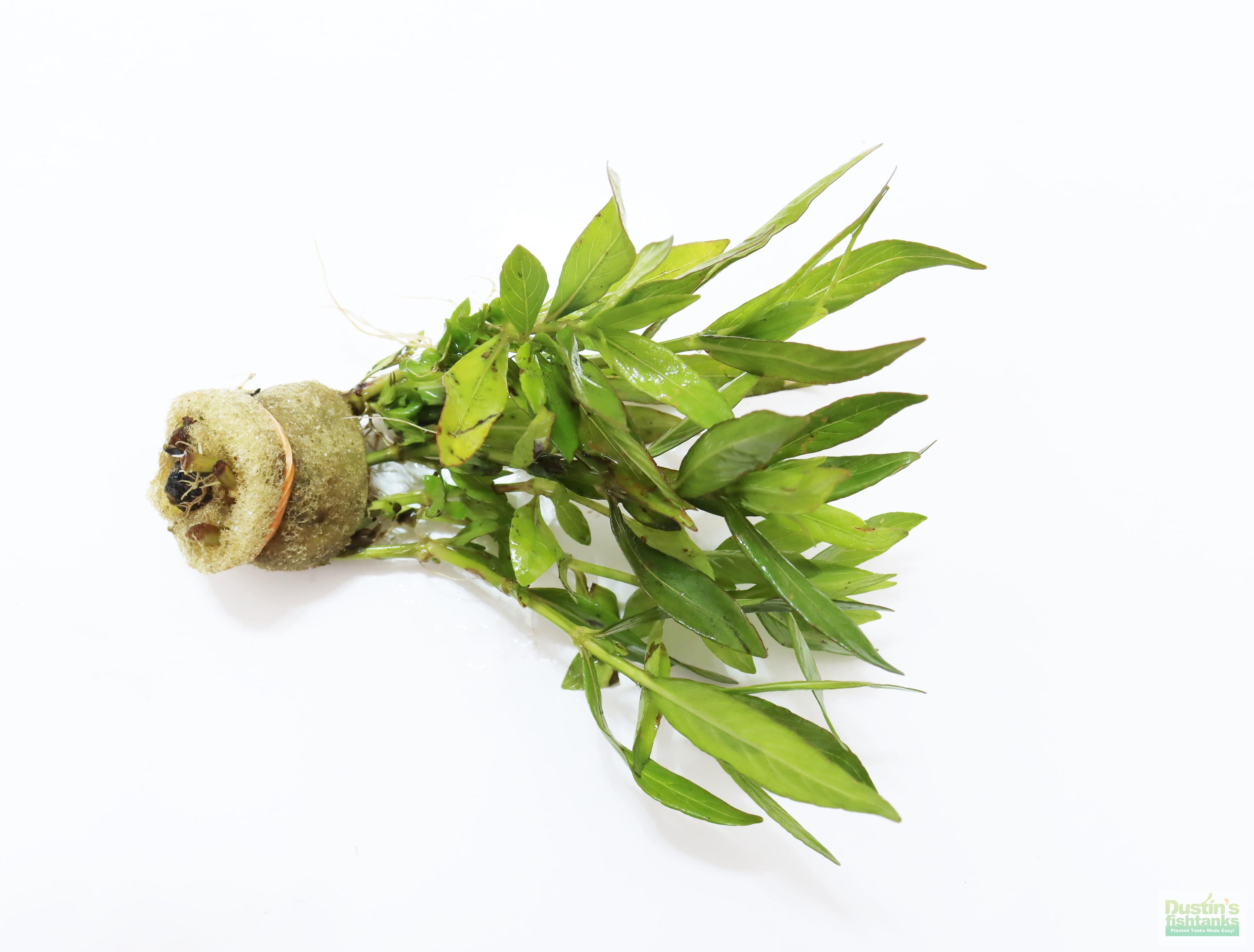 Live Hygrophila Aquarium Plant product image 9