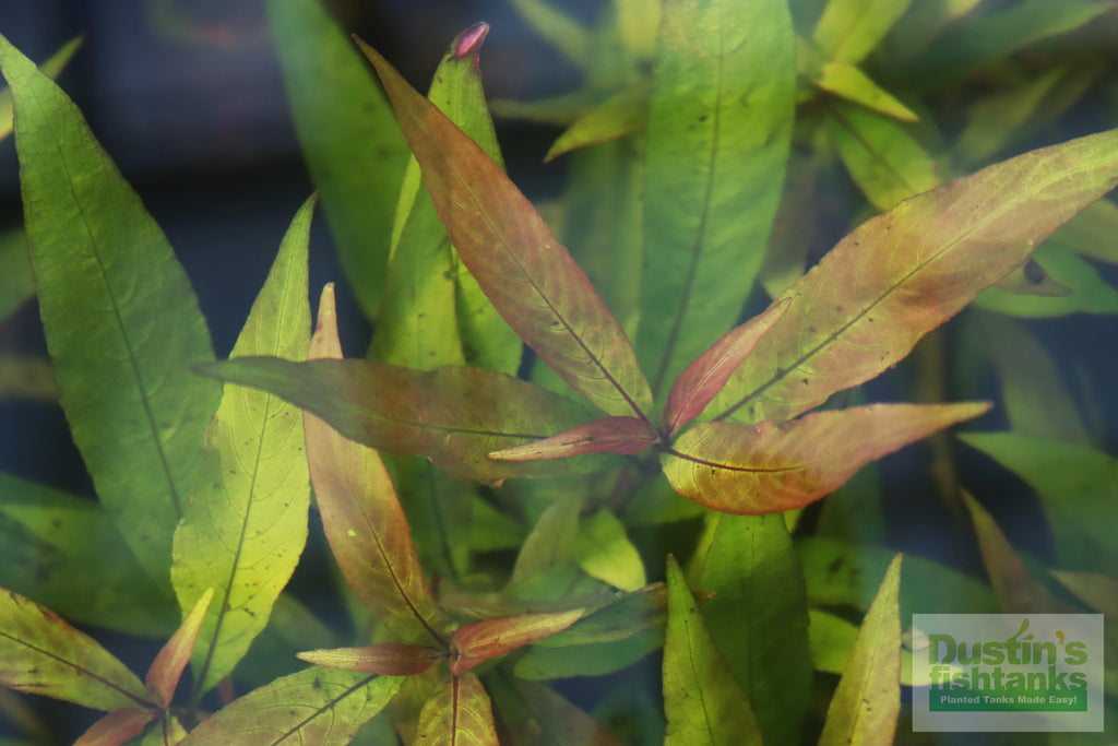Live Hygrophila Aquarium Plant product image 10