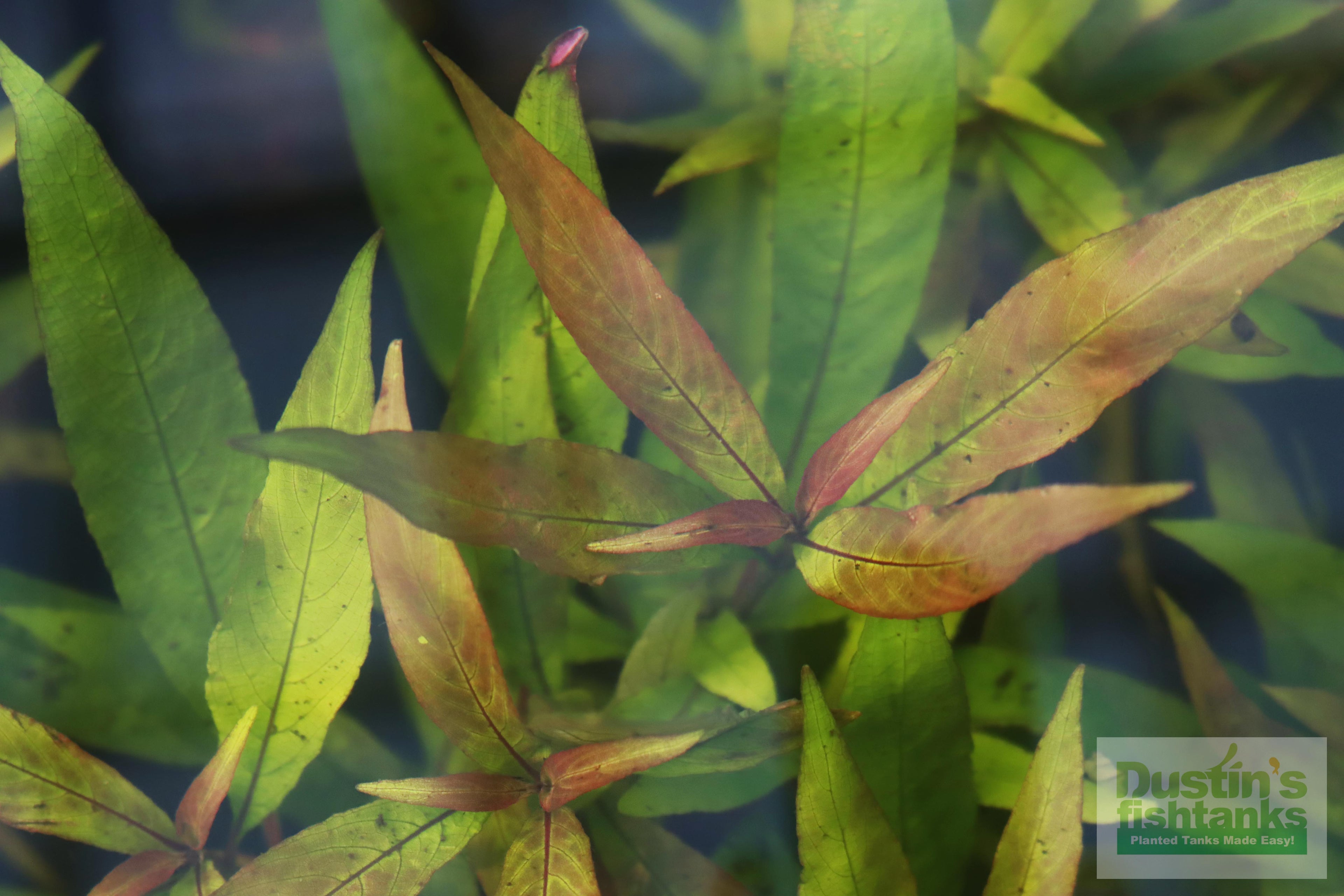 Live Hygrophila Aquarium Plant product image 10