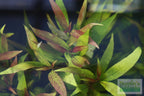 Live Hygrophila Aquarium Plant product image 11