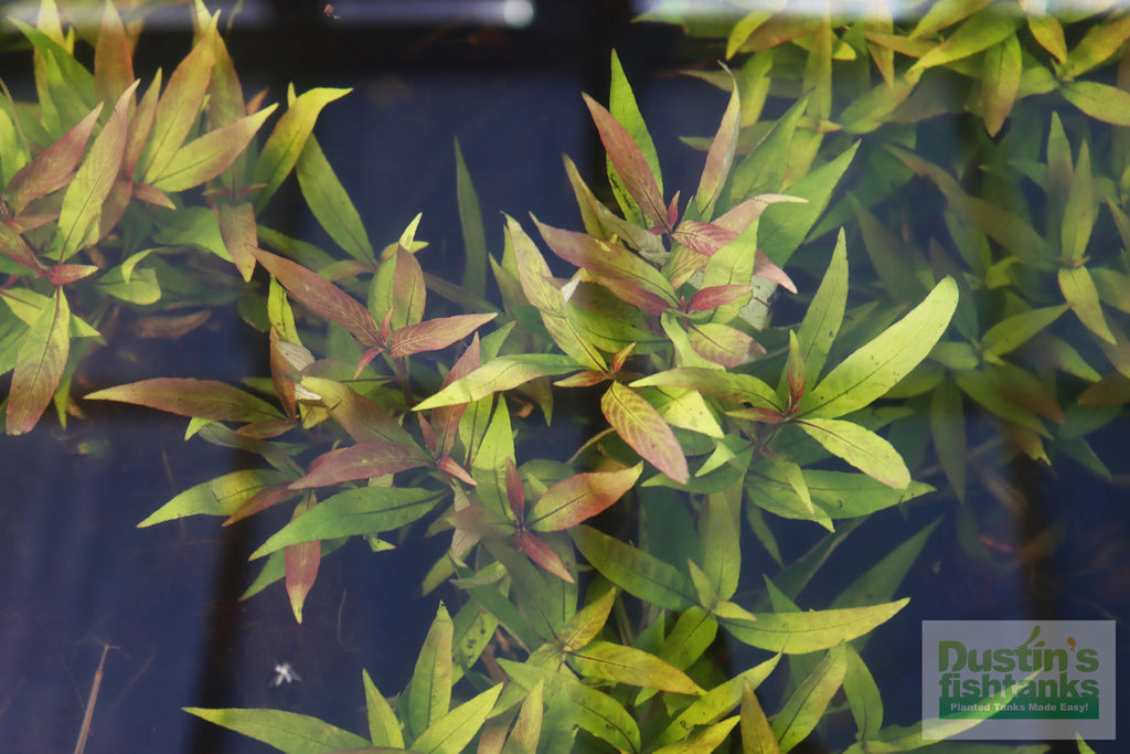 Live Hygrophila Aquarium Plant product image 12