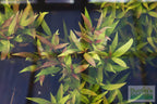 Live Hygrophila Aquarium Plant product image 12
