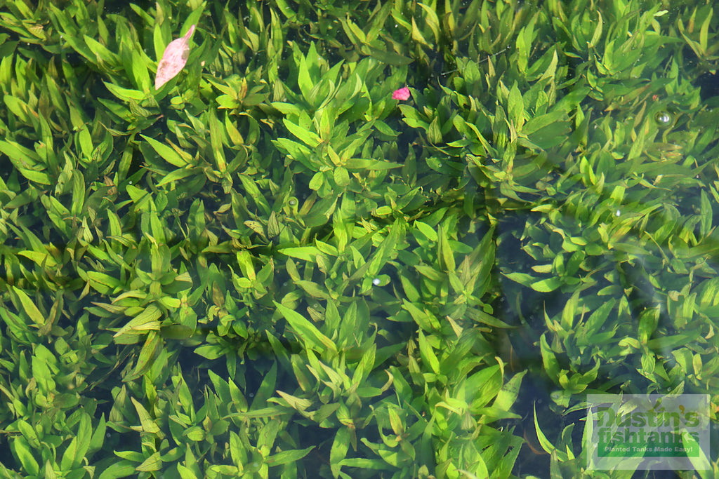 Live Hygrophila Aquarium Plant product image 13