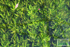 Live Hygrophila Aquarium Plant product image 13