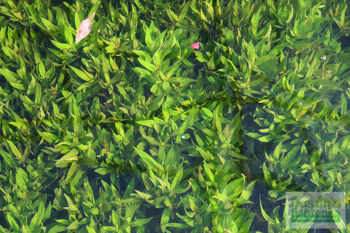 Live Hygrophila Aquarium Plant product image 13