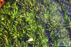 Live Hygrophila Aquarium Plant product image 14