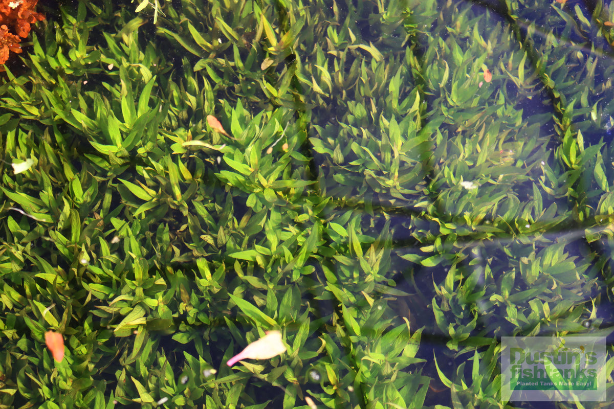 Live Hygrophila Aquarium Plant product image 14