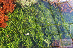 Live Hygrophila Aquarium Plant product image 15