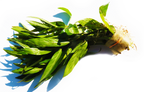 Live Hygrophila Aquarium Plant product image 16