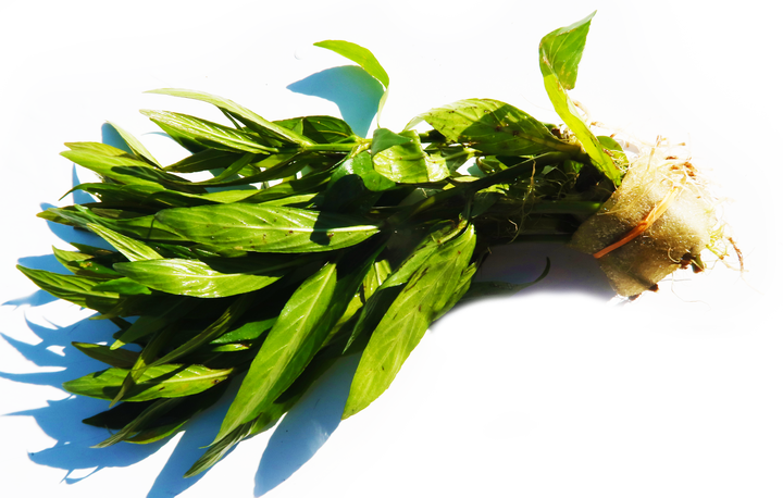 Live Hygrophila Aquarium Plant product image 16