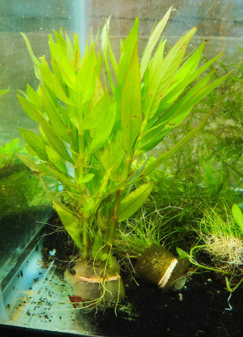 Live Hygrophila Aquarium Plant product image 17