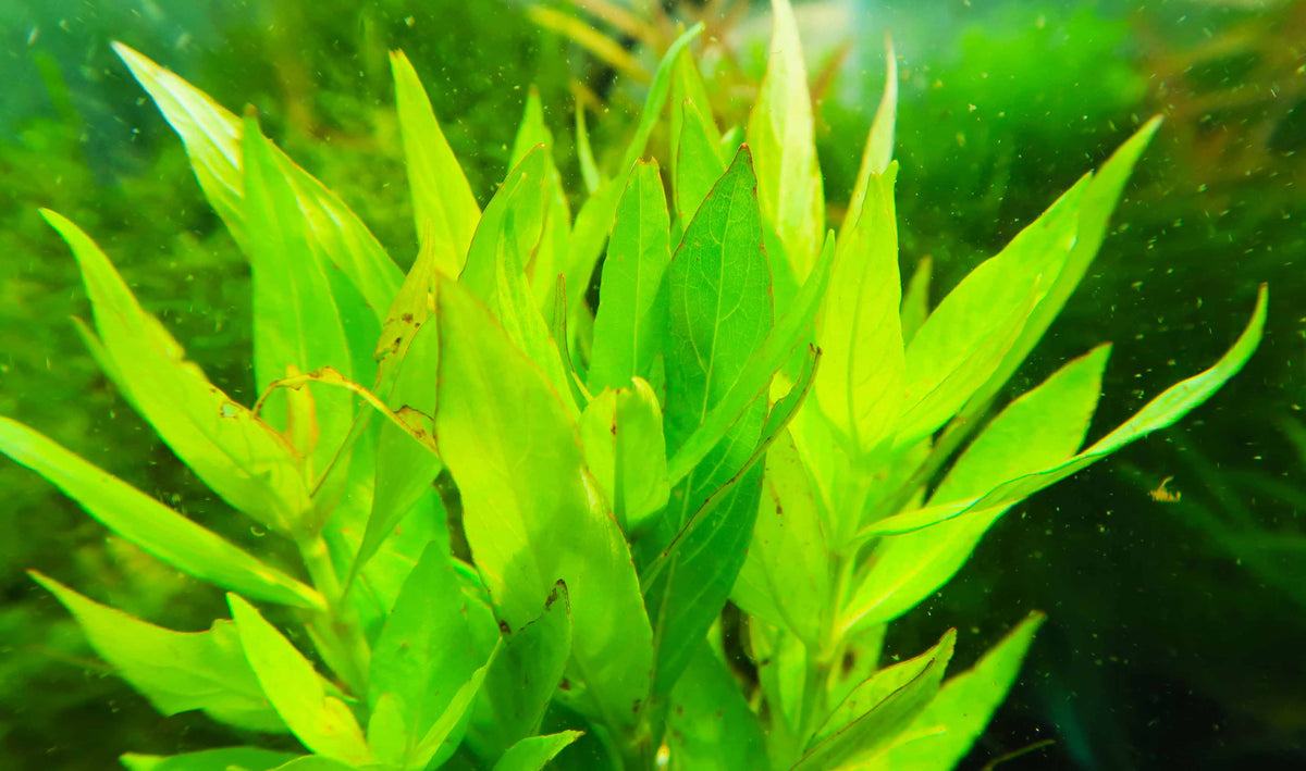 Live Hygrophila Aquarium Plant product image 18