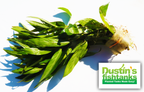 Live Hygrophila Aquarium Plant product image 19