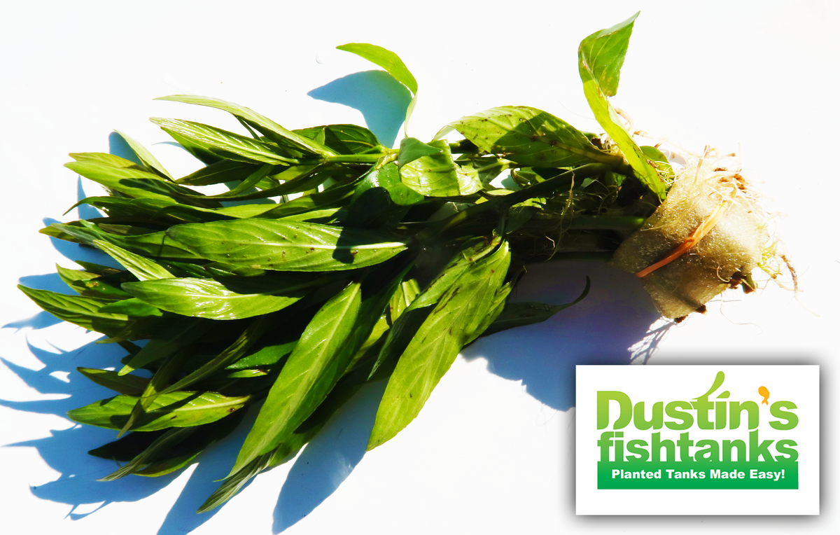 Live Hygrophila Aquarium Plant product image 19