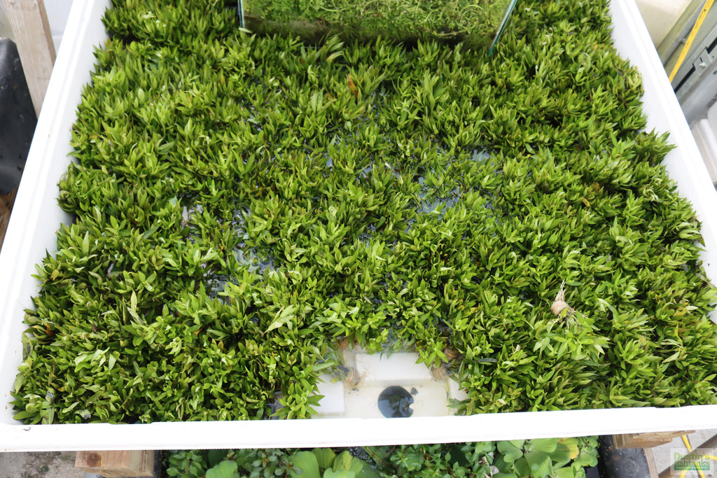 Hygrophila Corymbosa Parawitota_Rugged Aquarium Plant for Sale