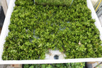 Hygrophila Corymbosa Parawitota_Rugged Aquarium Plant for Sale