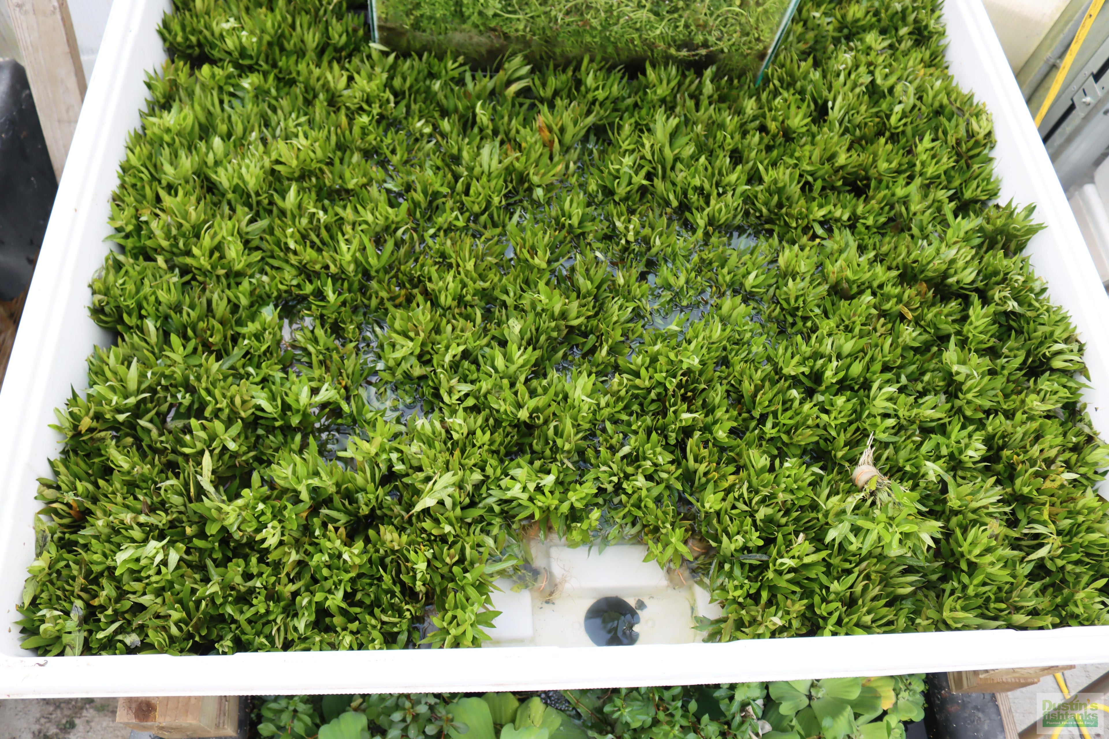 Hygrophila Corymbosa Parawitota_Rugged Aquarium Plant for Sale