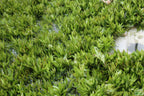 Hygrophila Corymbosa Parawitota_Rugged Aquarium Plant for Sale