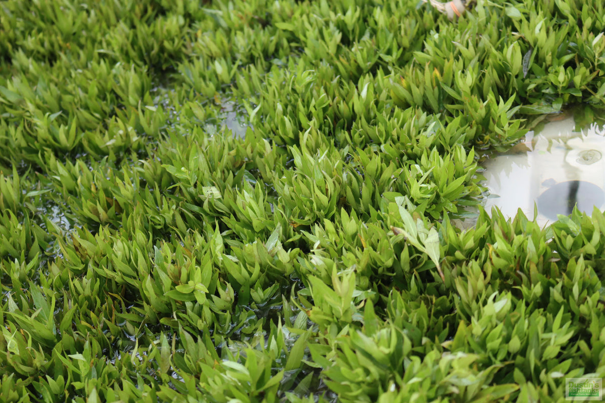 Hygrophila Corymbosa Parawitota_Rugged Aquarium Plant for Sale