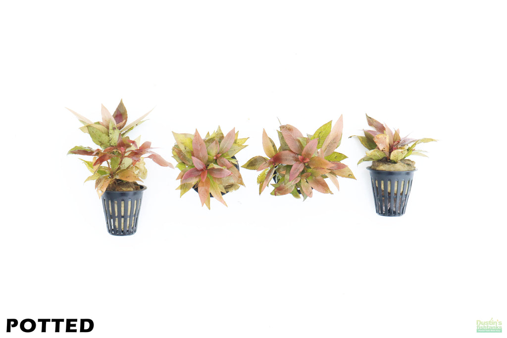 Hygrophila Corymbosa Compacta_super easy low light foreground aquarium plant_aquarium plants for sale