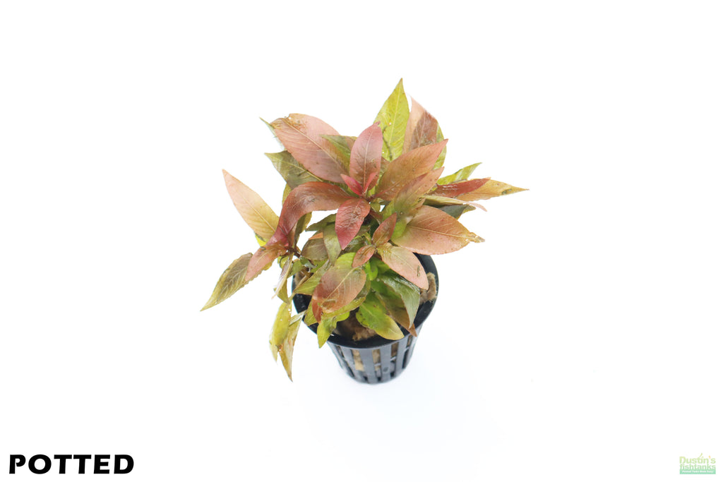 Hygrophila Corymbosa Compacta_super easy low light foreground aquarium plant_aquarium plants for sale