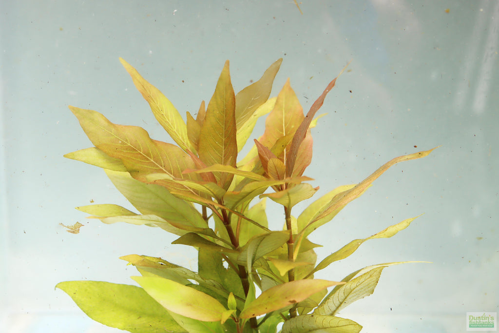 Hygrophila Corymbosa Compacta_Potted_Super Easy Low Light Foreground Aquarium Plant_Aquarium Plant for sale