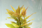 Hygrophila Corymbosa Compacta_Potted_Super Easy Low Light Foreground Aquarium Plant_Aquarium Plant for sale