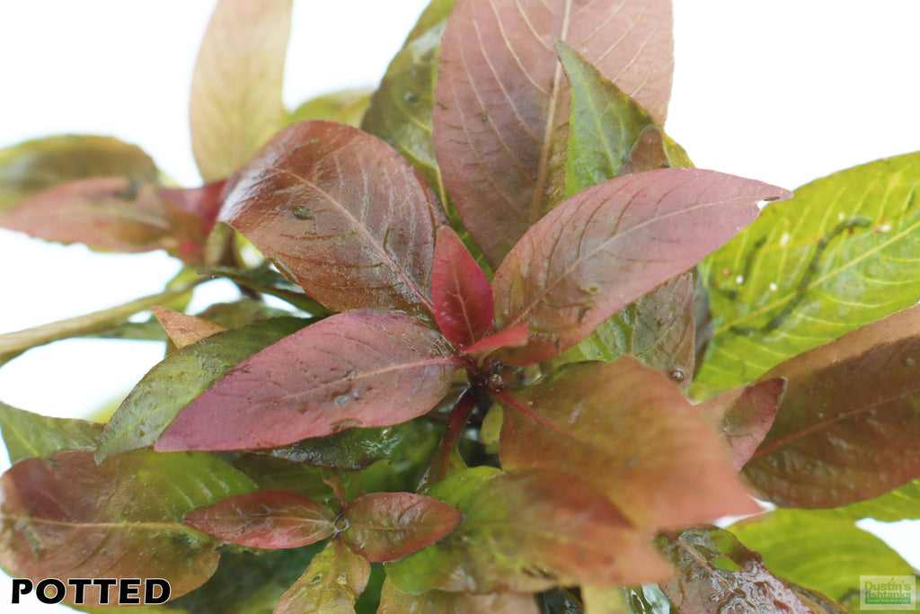 Hygrophila Corymbosa Compacta_super easy low light foreground aquarium plant_aquarium plants for sale