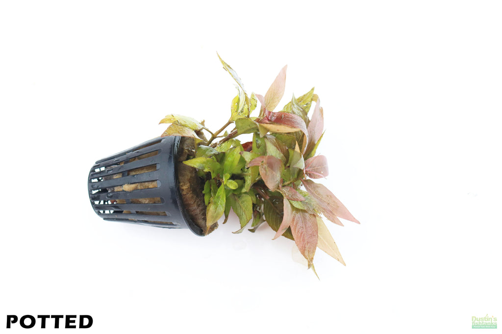 Hygrophila Corymbosa Compacta_super easy low light foreground aquarium plant_aquarium plants for sale