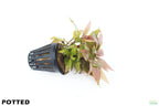 Hygrophila Corymbosa Compacta_super easy low light foreground aquarium plant_aquarium plants for sale