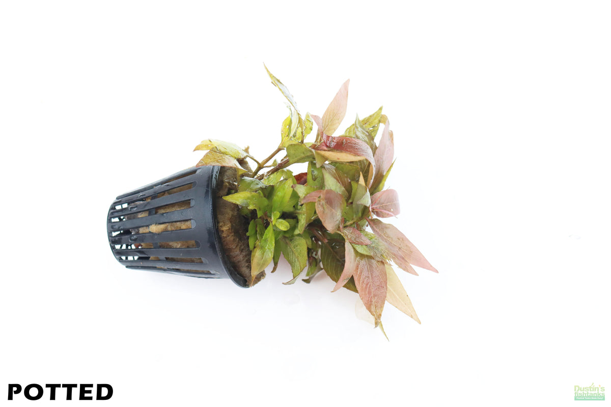 Hygrophila Corymbosa Compacta_super easy low light foreground aquarium plant_aquarium plants for sale