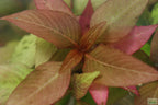 Hygrophila Compact_Hygrophila corymbosa compacta_Super easy low light foreground aquarium plant for sale
