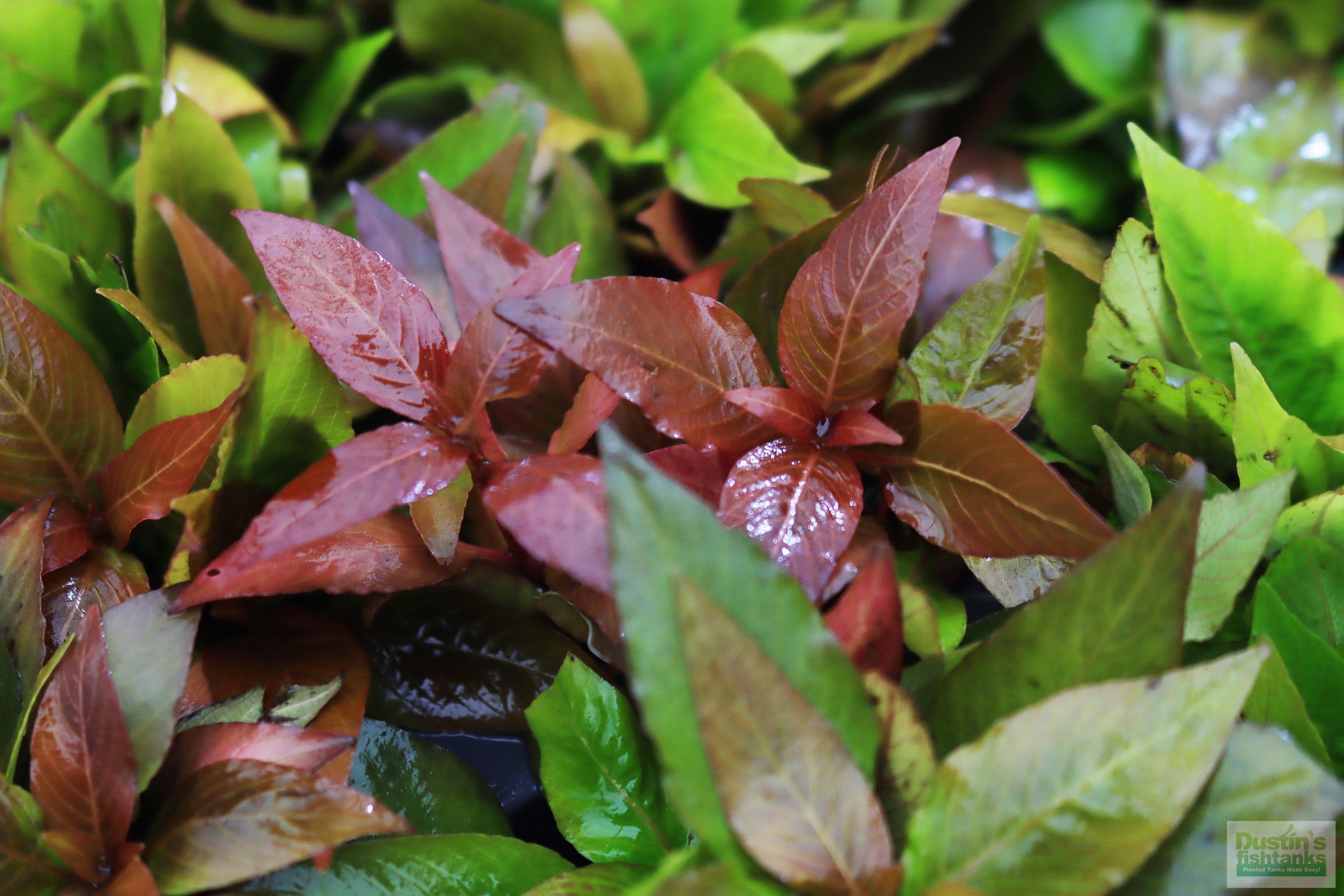 Hygrophila Corymbosa Compacta_super seasy low light foreground aquarium plant_aquarium plants for sale