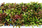 Hygrophila Corymbosa Compacta_super seasy low light foreground aquarium plant_aquarium plants for sale