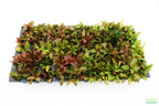 Hygrophila Corymbosa Compacta_super seasy low light foreground aquarium plant_aquarium plants for sale
