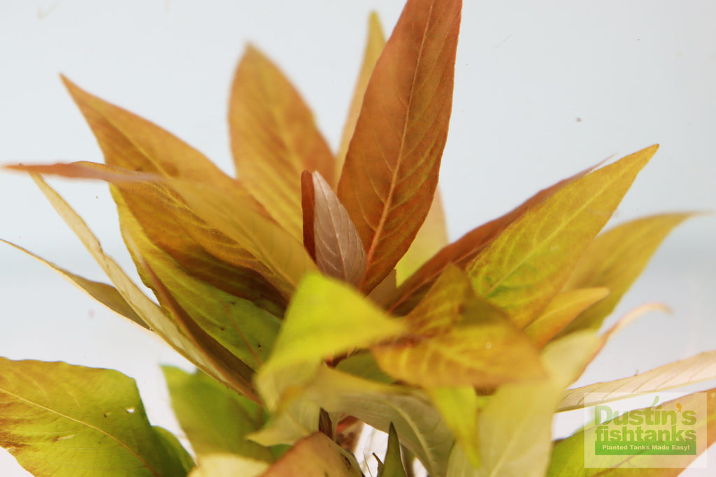 Hygrophila Corymbosa Compacta_super seasy low light foreground aquarium plant_aquarium plants for sale