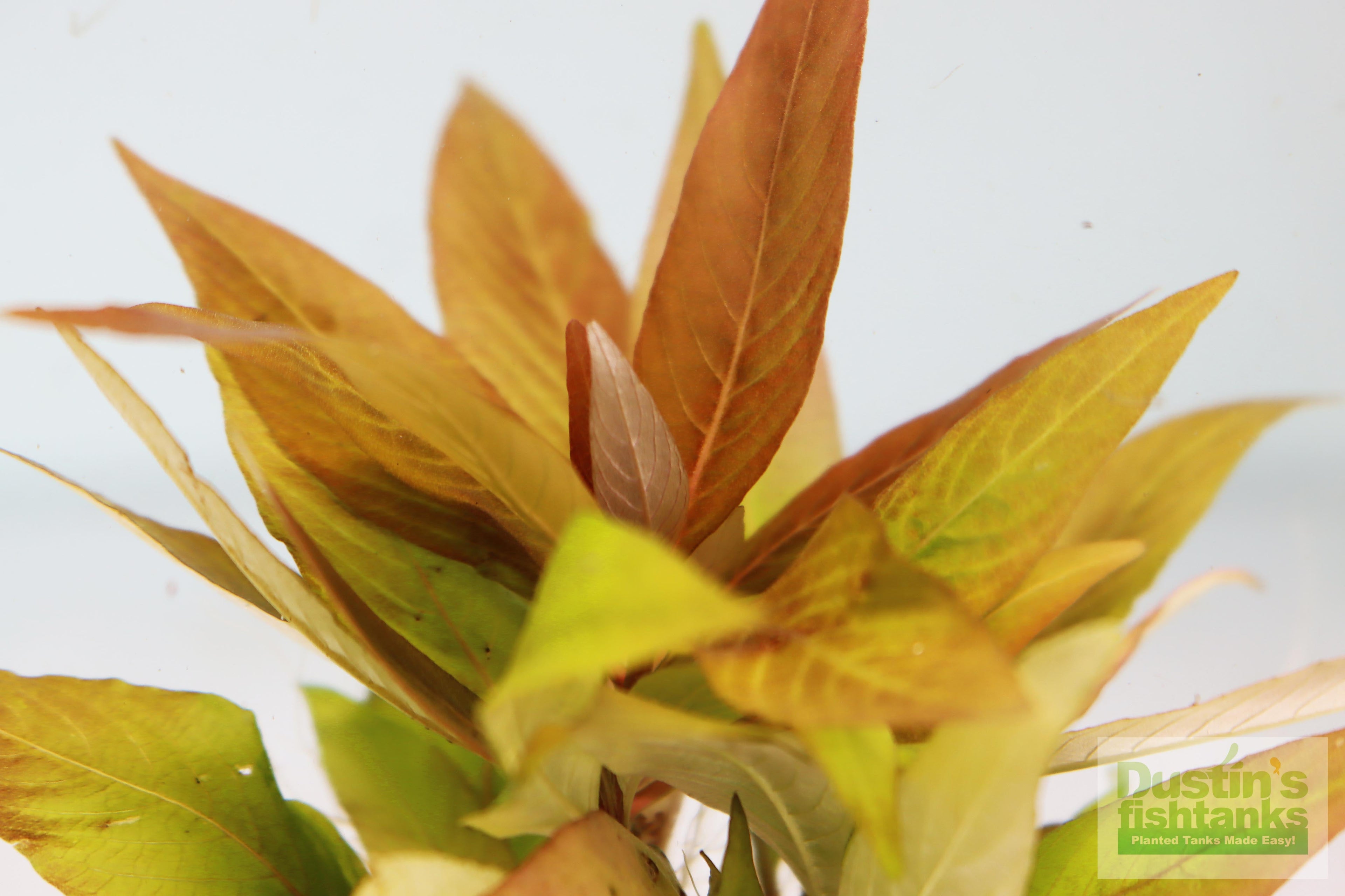 Hygrophila Corymbosa Compacta_super seasy low light foreground aquarium plant_aquarium plants for sale