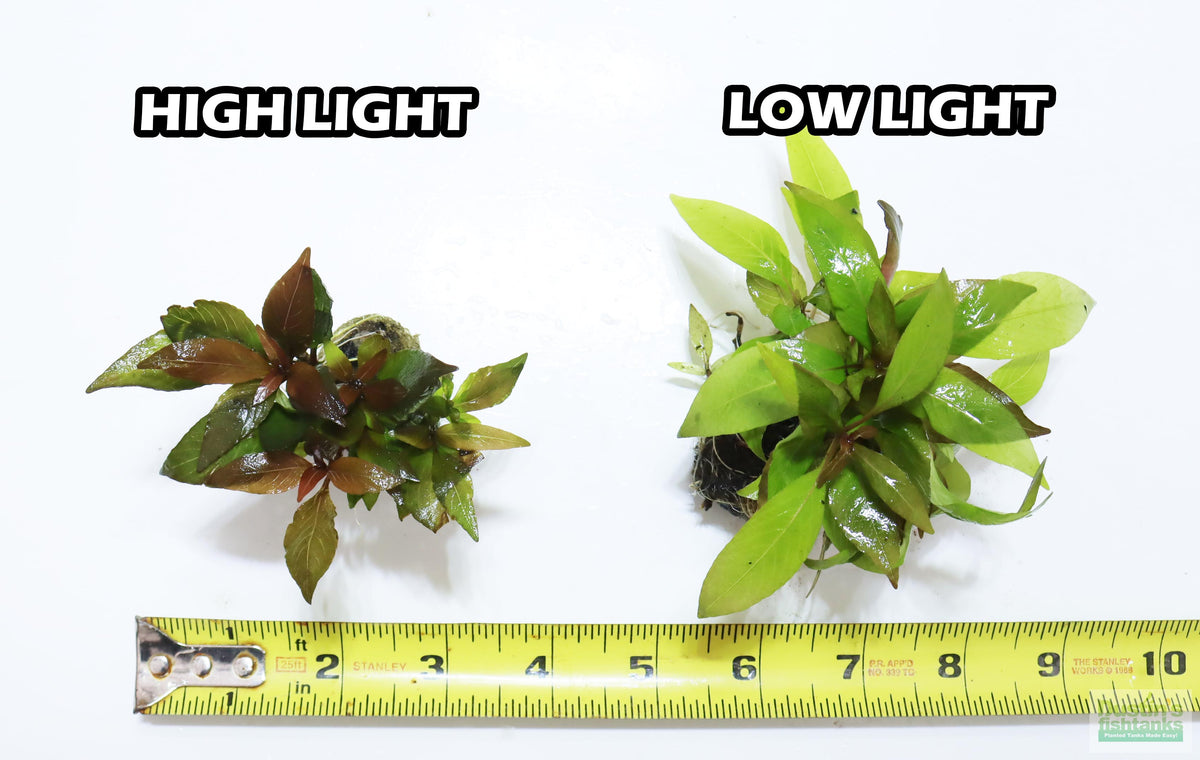 Hygrophila Corymbosa Compacta_super seasy low light foreground aquarium plant_aquarium plants for sale