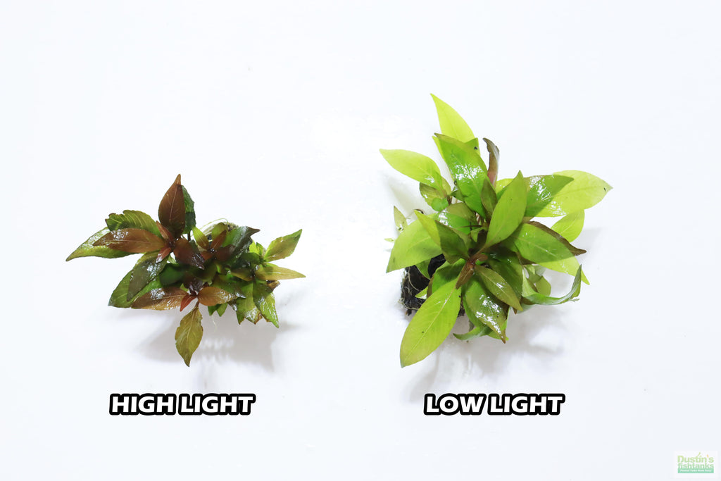 Hygrophila Corymbosa Compacta_super seasy low light foreground aquarium plant_aquarium plants for sale