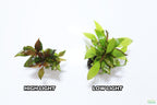 Hygrophila Corymbosa Compacta_super seasy low light foreground aquarium plant_aquarium plants for sale