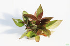 Hygrophila Corymbosa Compacta_super seasy low light foreground aquarium plant_aquarium plants for sale