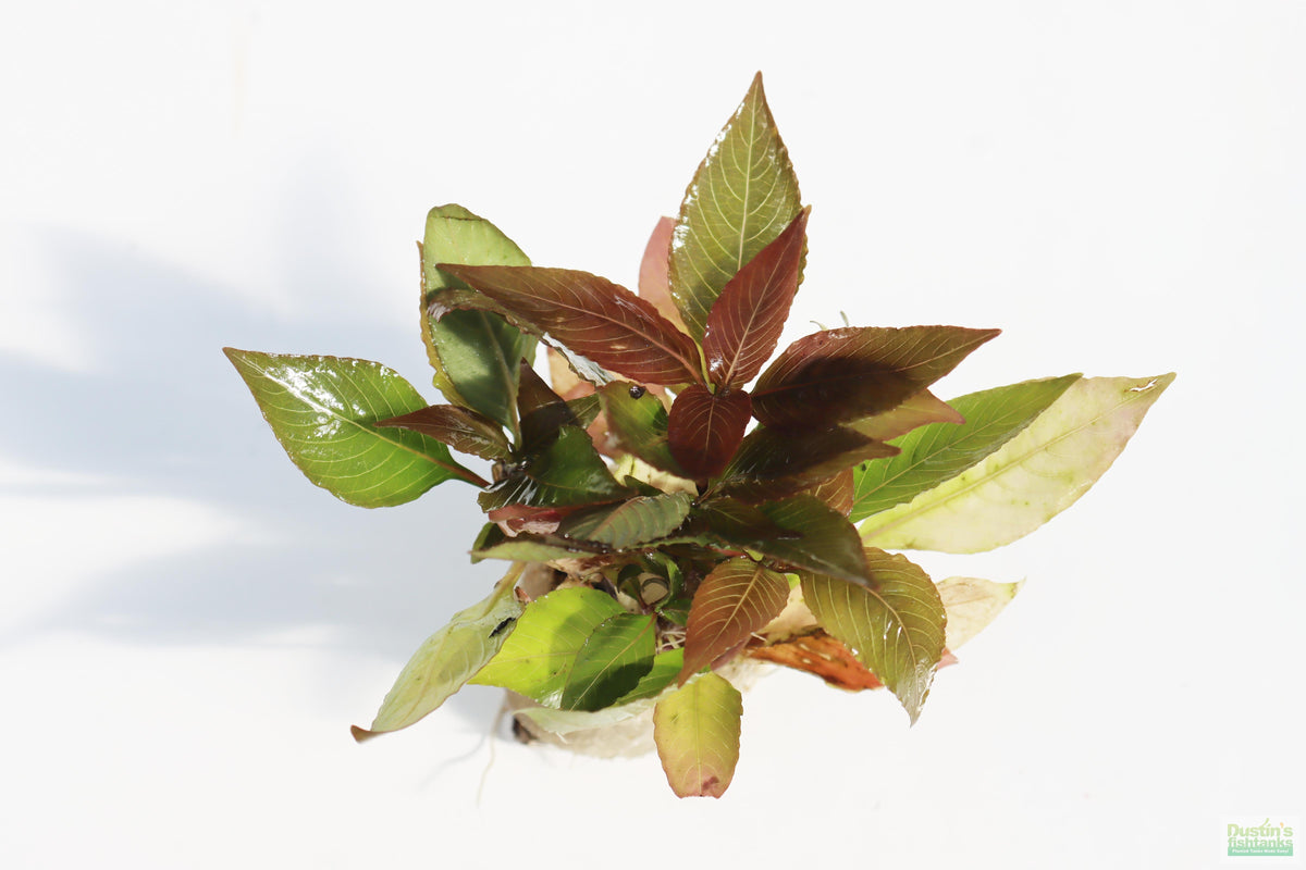 Hygrophila Corymbosa Compacta_super seasy low light foreground aquarium plant_aquarium plants for sale