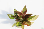 Hygrophila Corymbosa Compacta_super seasy low light foreground aquarium plant_aquarium plants for sale